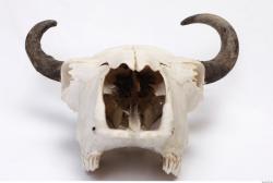 Photo Reference of Animal Skull